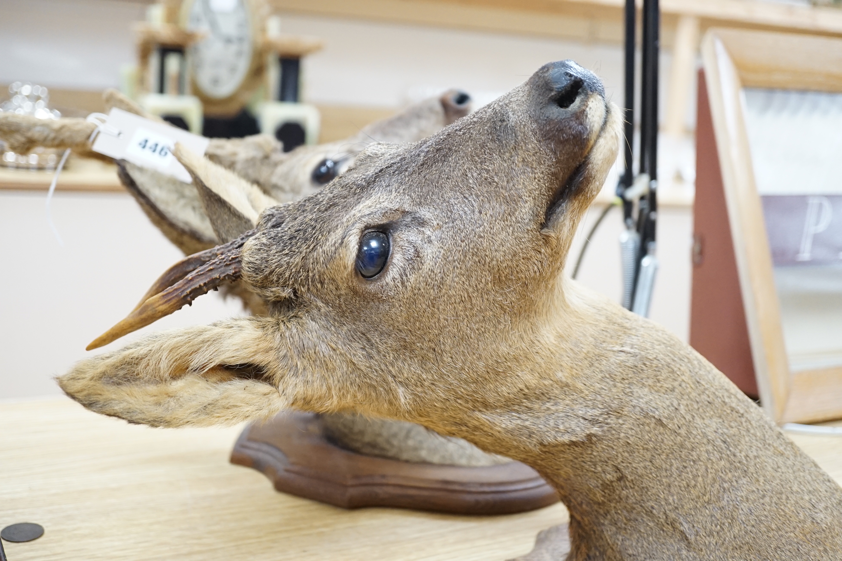 Two taxidermic mounted deer heads, tallest 55.5cm high